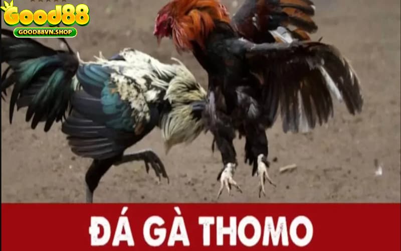 Đá gà Thomo