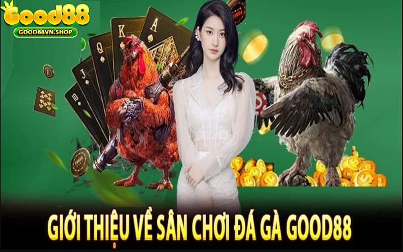 Giới thiệu tổng quan về sảnh đá gà tại Good88