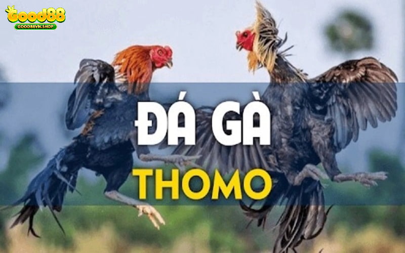 Giới thiệu đá gà Thomo, đặc điểm nổi bật tại Good88